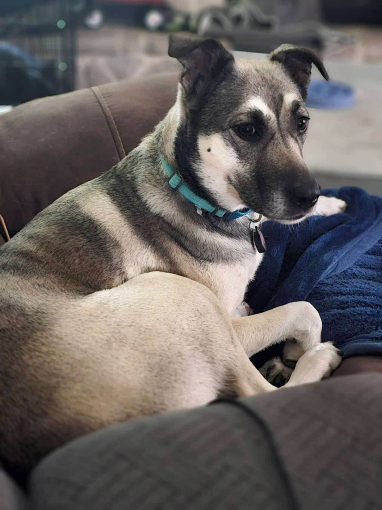 Vi - 3yo Shepherd mix