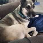 Vi - 3yo Shepherd mix