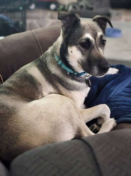 Vi - 3yo Shepherd mix