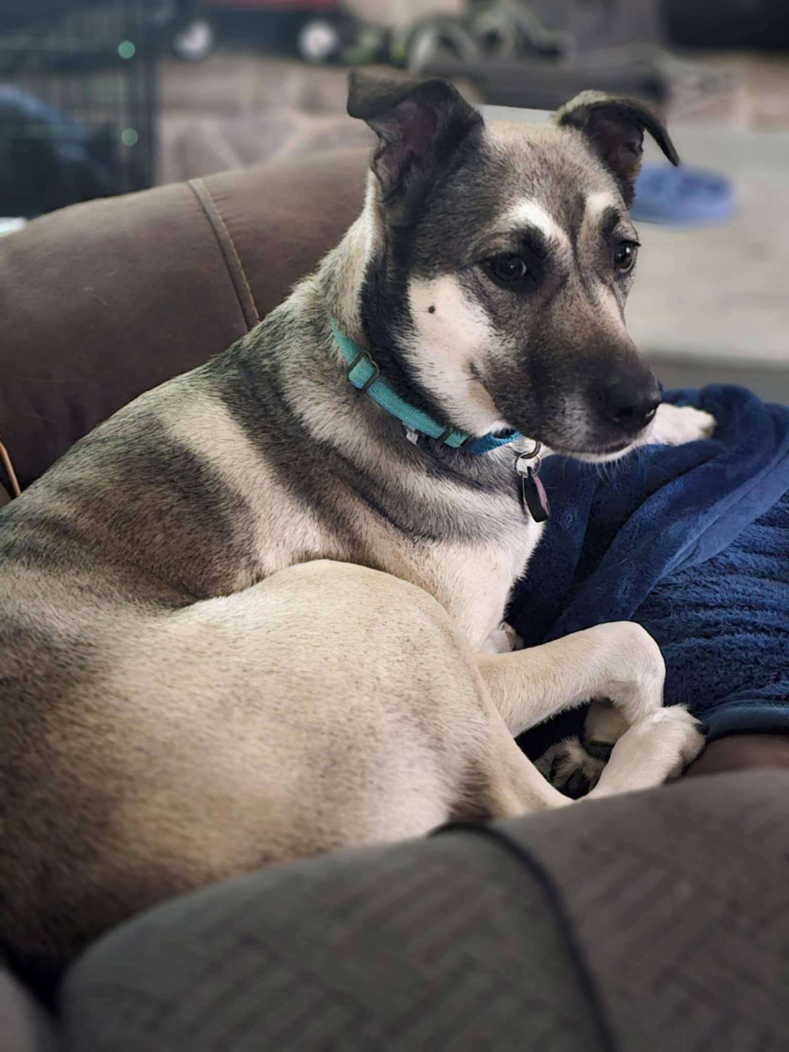 Vi - 3yo Shepherd mix