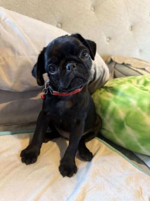 Bitty - pug puppy