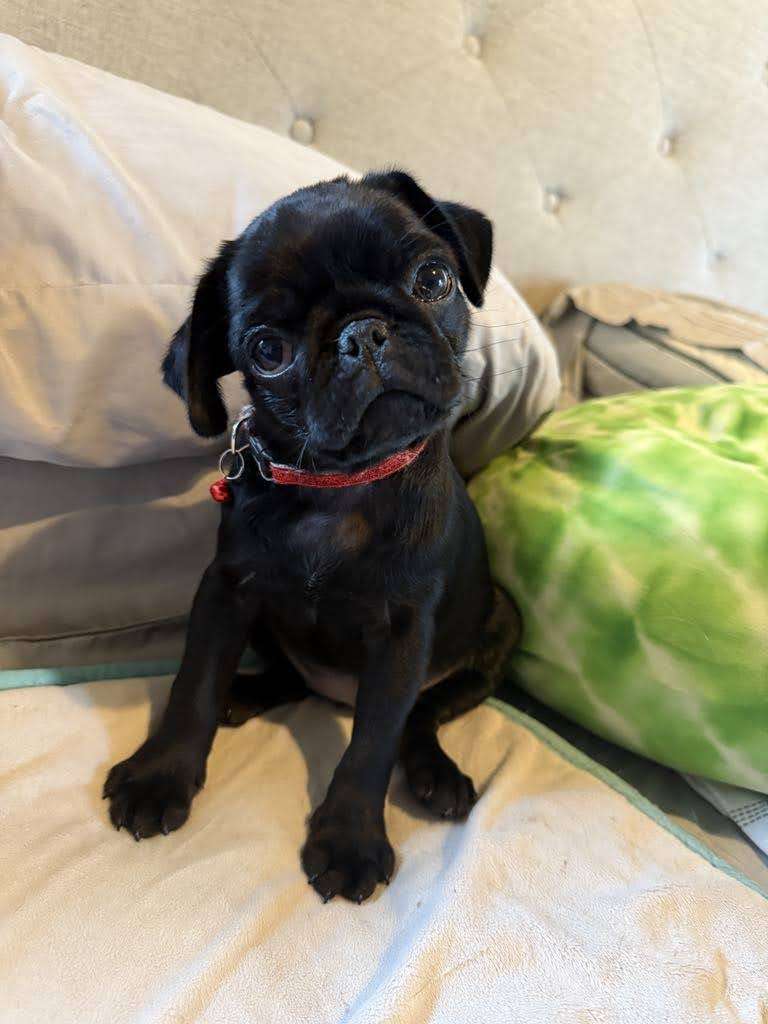 Bitty - pug puppy
