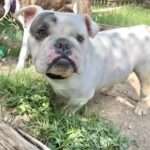 Cubby - 2yo English Bulldog
