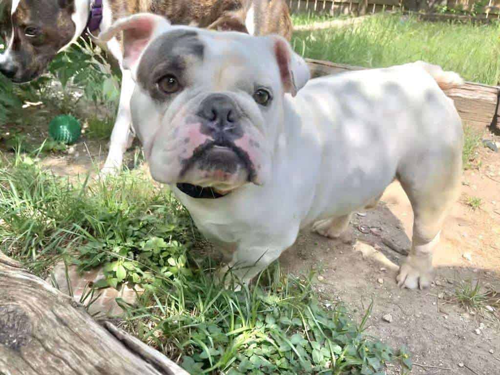 Cubby - 2yo English Bulldog