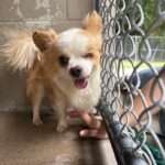 Nugz 8yo Chihuahua