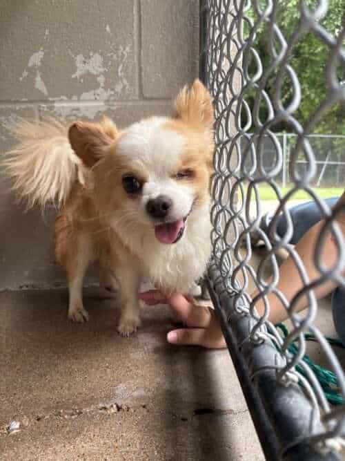 Nugz 8yo Chihuahua