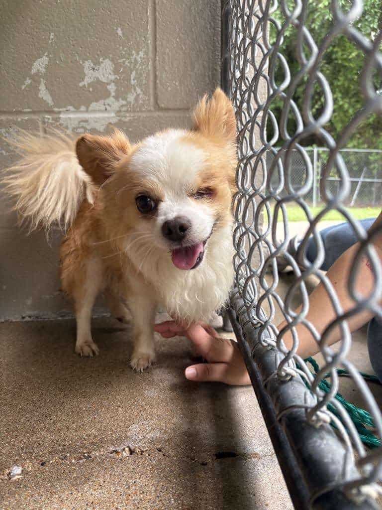 Nugz 8yo Chihuahua