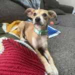 Kangaroo 4mo mixed breed puppy