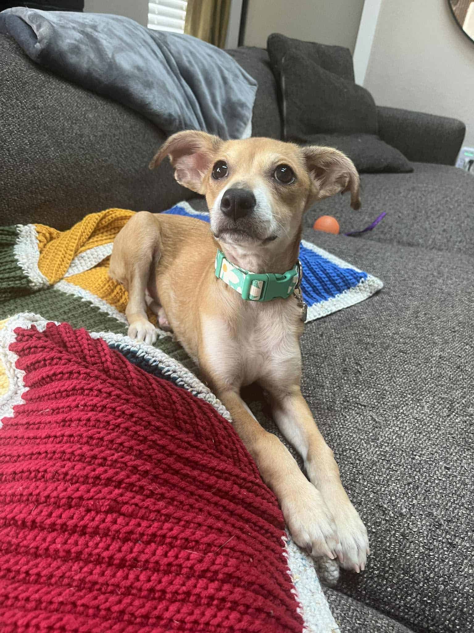 Kangaroo 4mo mixed breed puppy