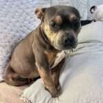 Pebble 4yo bulldog pit mix