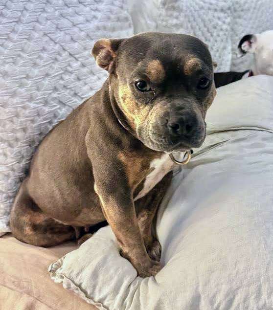 Pebble 4yo bulldog pit mix