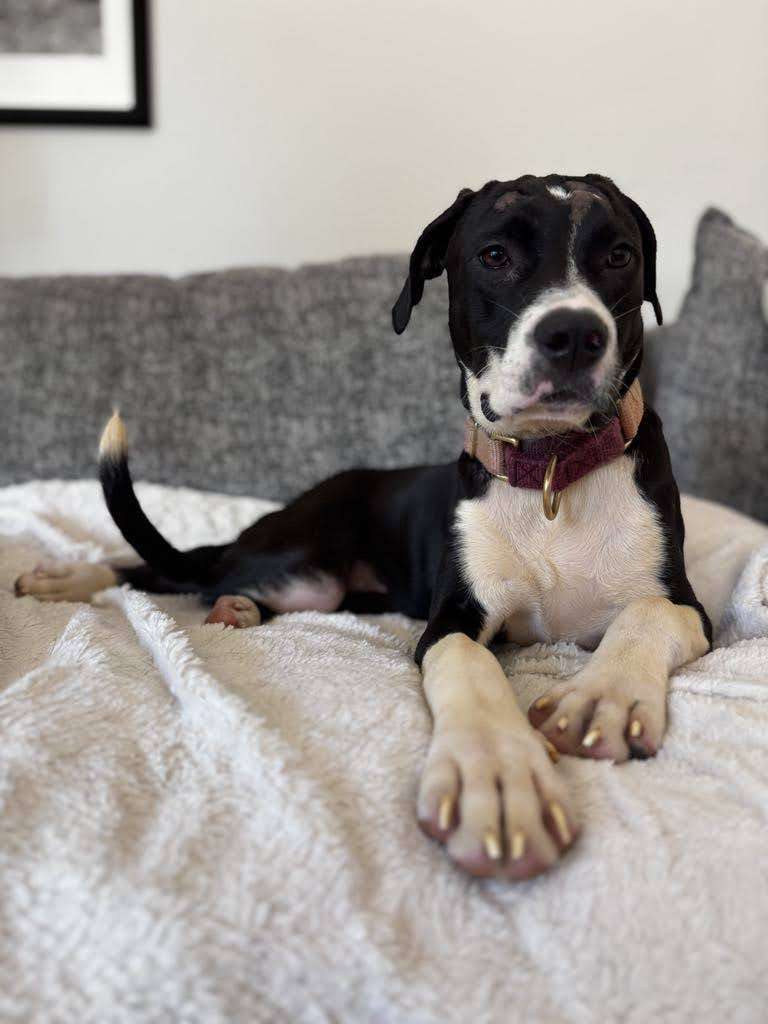 Maudie mixed breed puppy