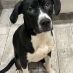 Gracie mixed breed puppy