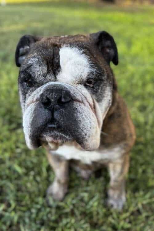 Mojo 10yo English Bulldog