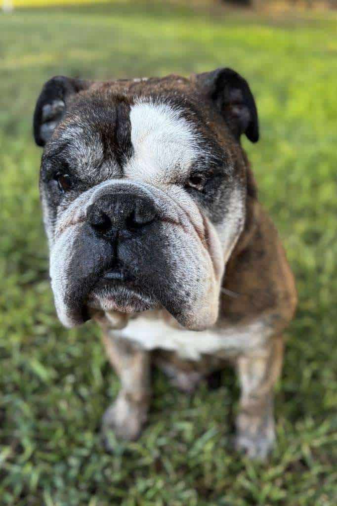 Mojo 10yo English Bulldog
