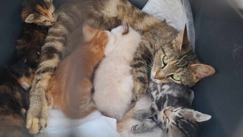 Adorable mother cat with her five playful kittens, available for adoption at New Hope Animal Rescue in Austin TX.
