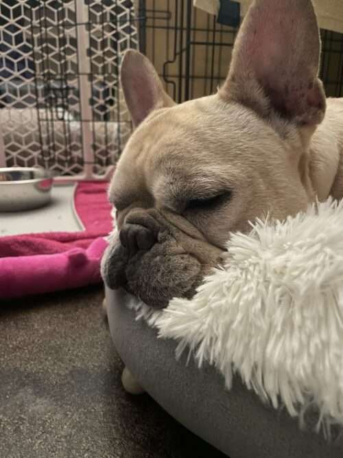 Rooney 7yo frenchie