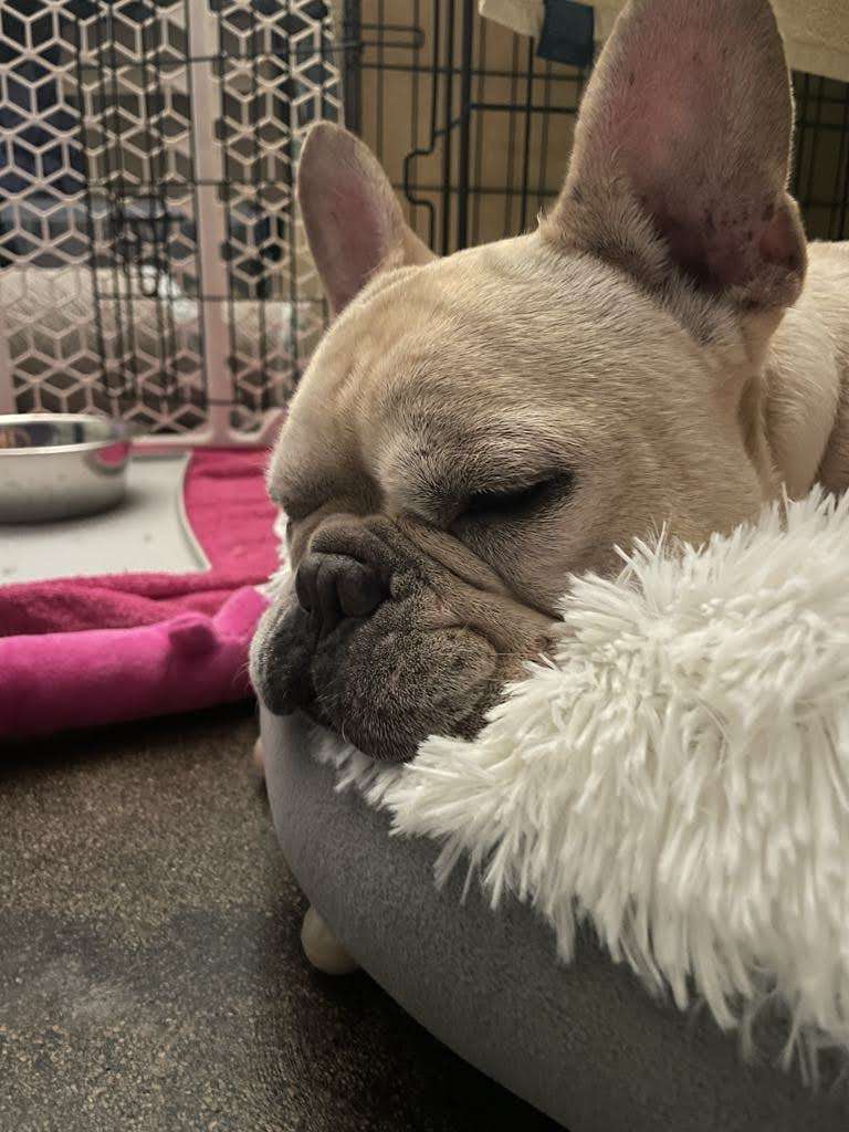 Rooney 7yo frenchie