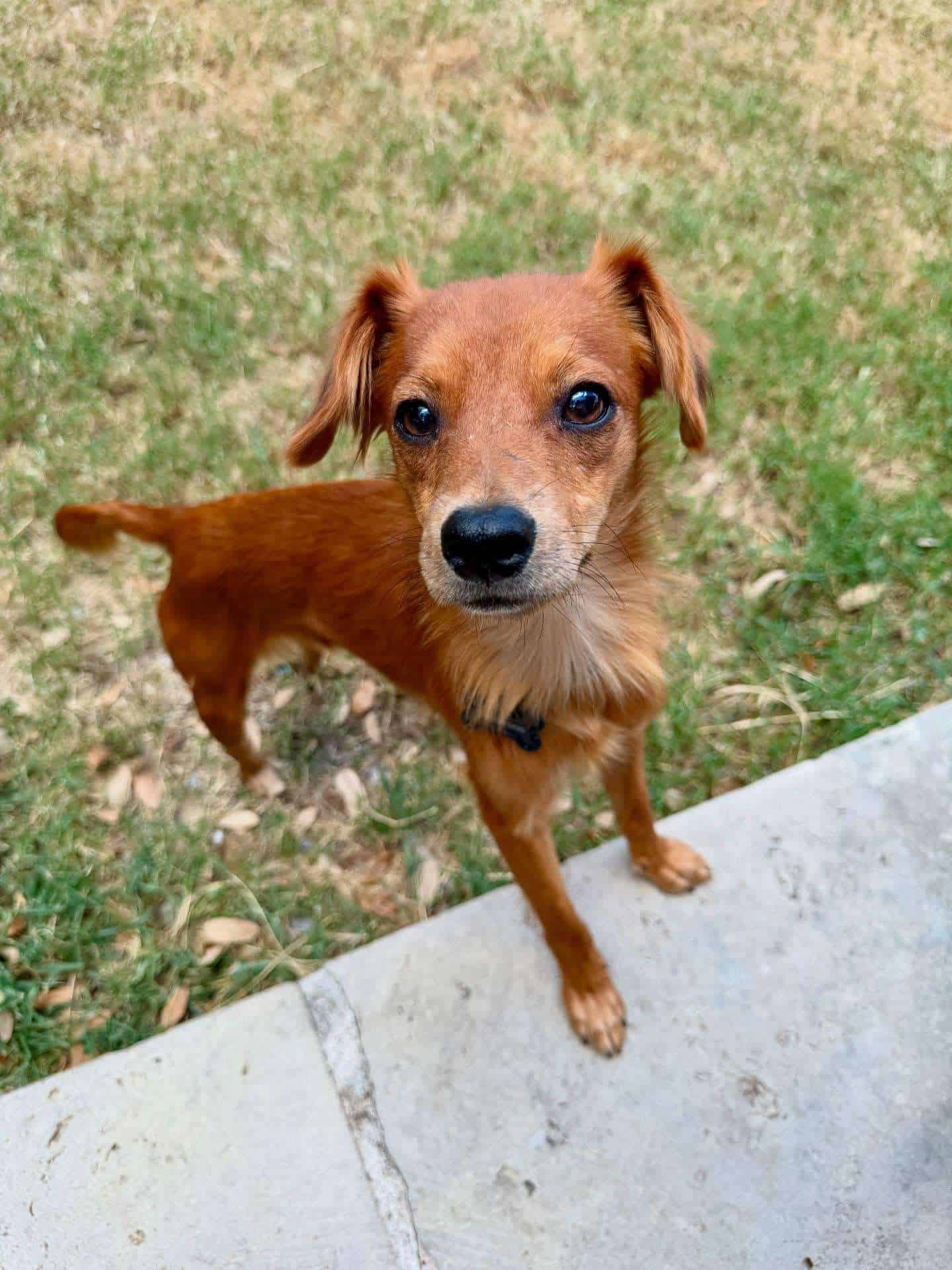 Krypto 4yo Chi