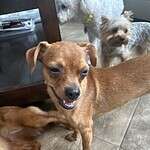 Queenie - 4yo Chi