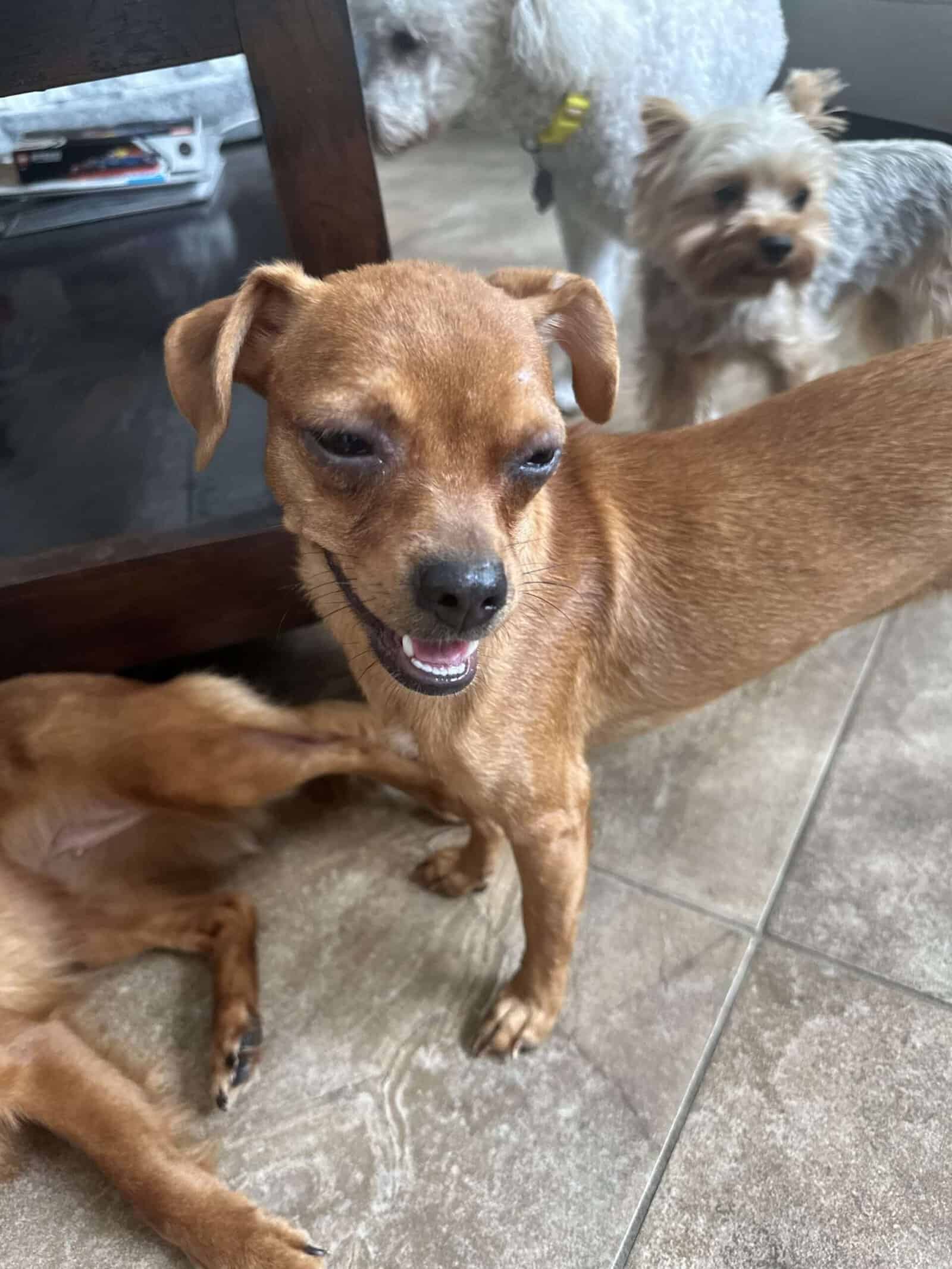Queenie - 4yo Chi
