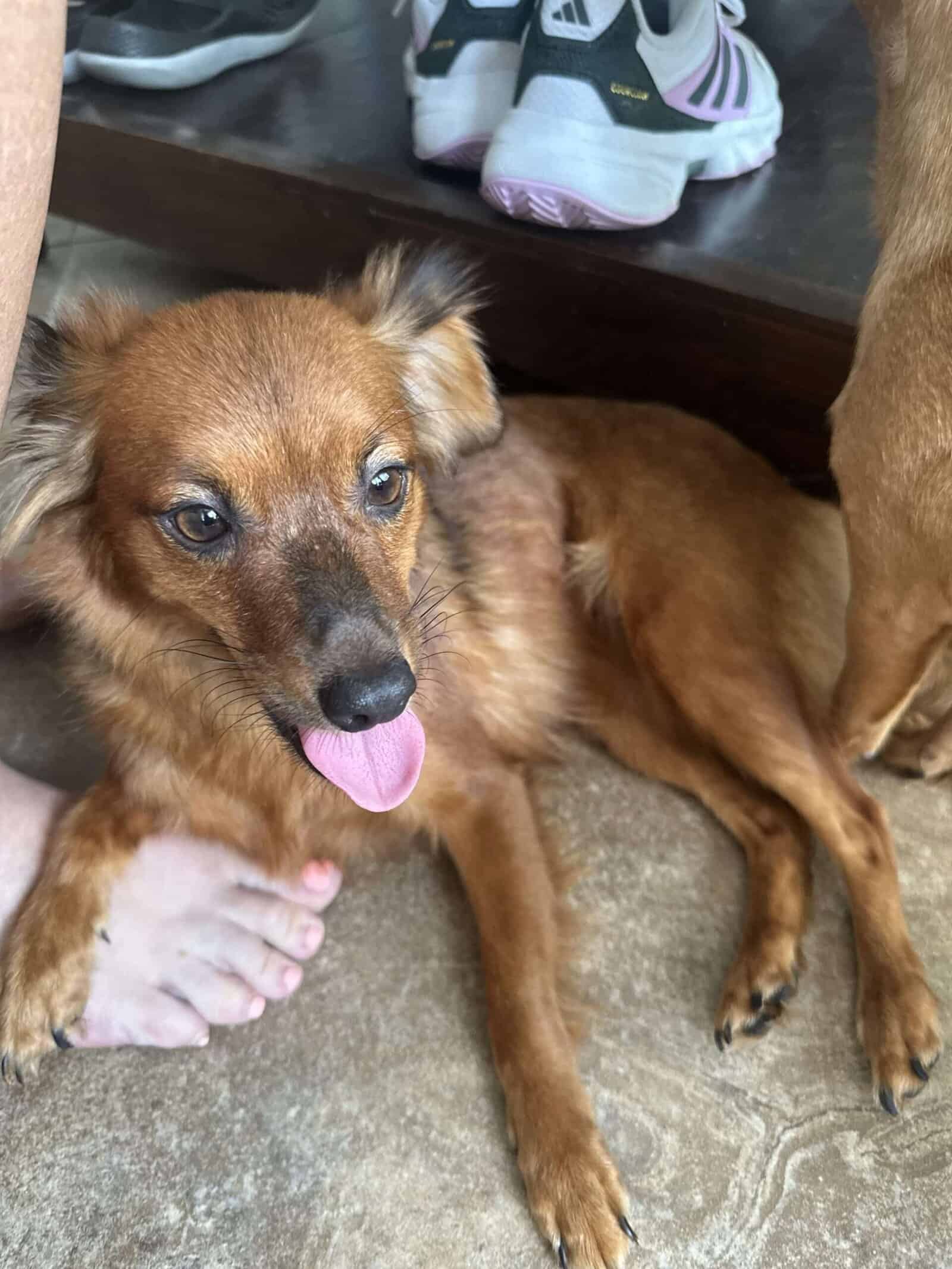 Maddie 4yo Chi