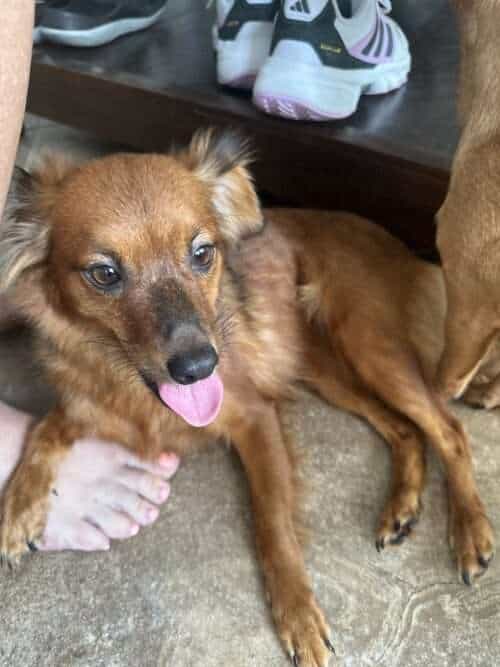 Maddie 4yo Chi