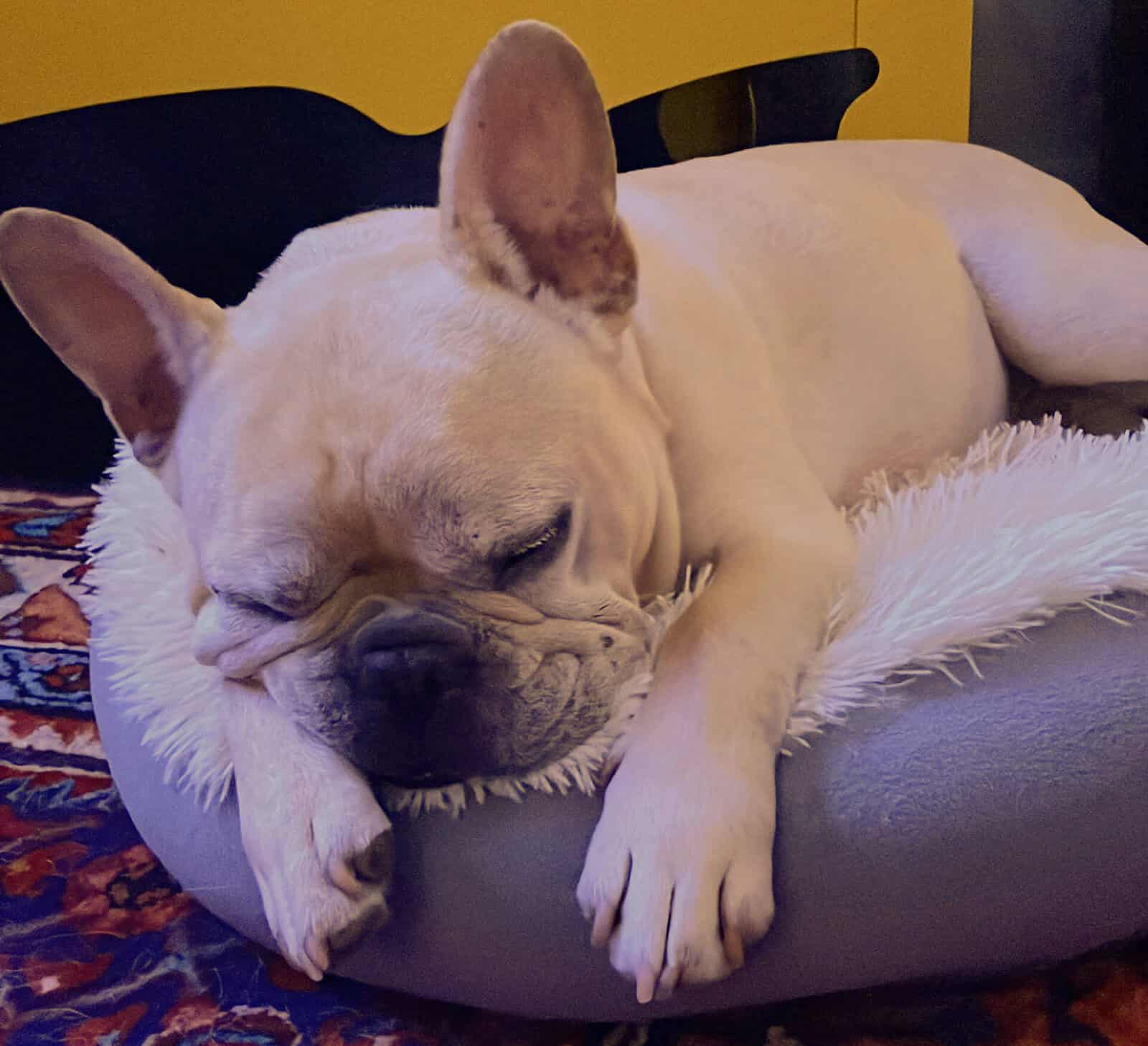 Adorable French Bulldog sleeping on pet bed in Austin TX.