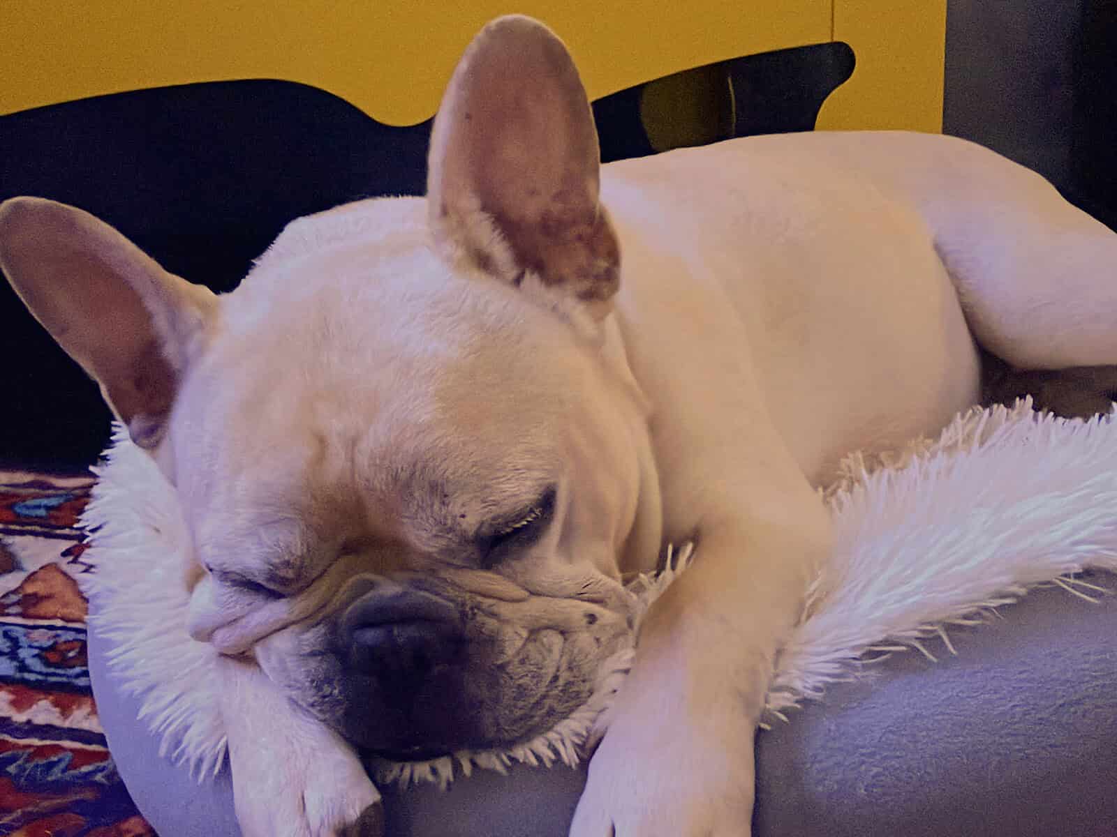 Adorable French Bulldog sleeping on pet bed in Austin TX.
