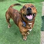 Sploot 4yo mixed breed