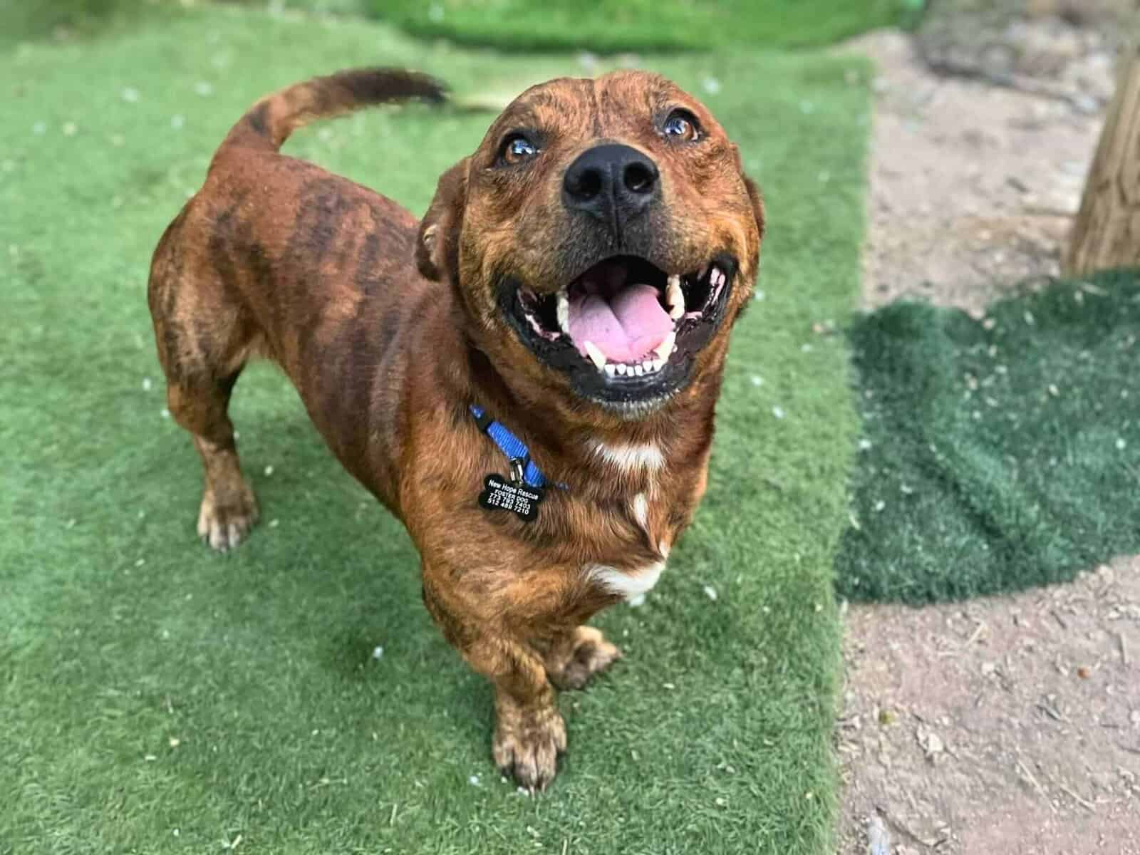 Sploot 4yo mixed breed