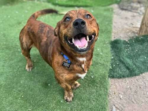 Sploot 4yo mixed breed