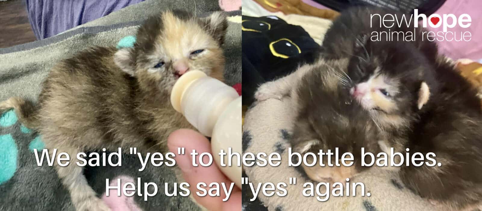 Tiny kitten drinking milk from bottle, rescued by New Hope Animal Rescue Austin TX, adorable foster kitten, shelter pet adoption.