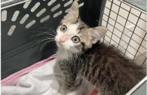 Adorable kitten rescued by New Hope Animal Rescue in Austin TX, seeking loving forever home.