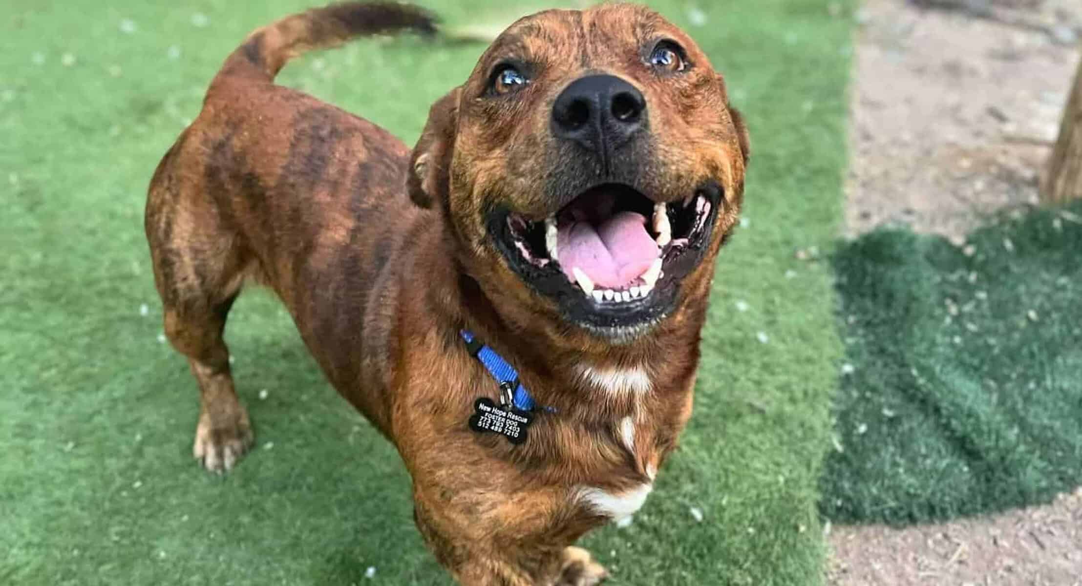 A happy rescued dog