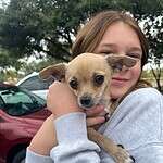 Richard 3yo Chihuahua