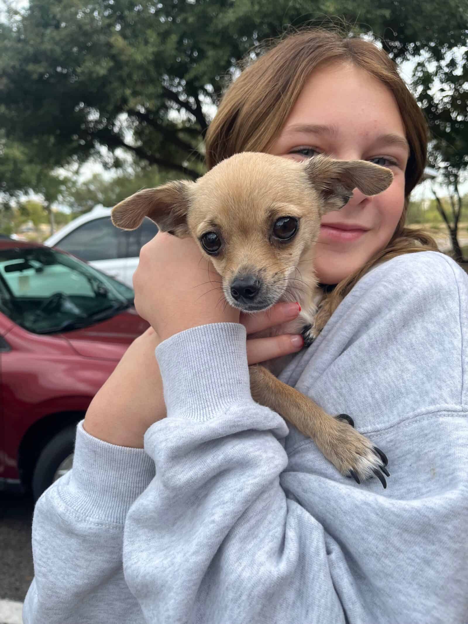 Richard 3yo Chihuahua