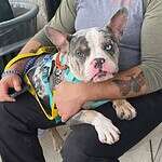 Goose 1 yo Bulldog mix