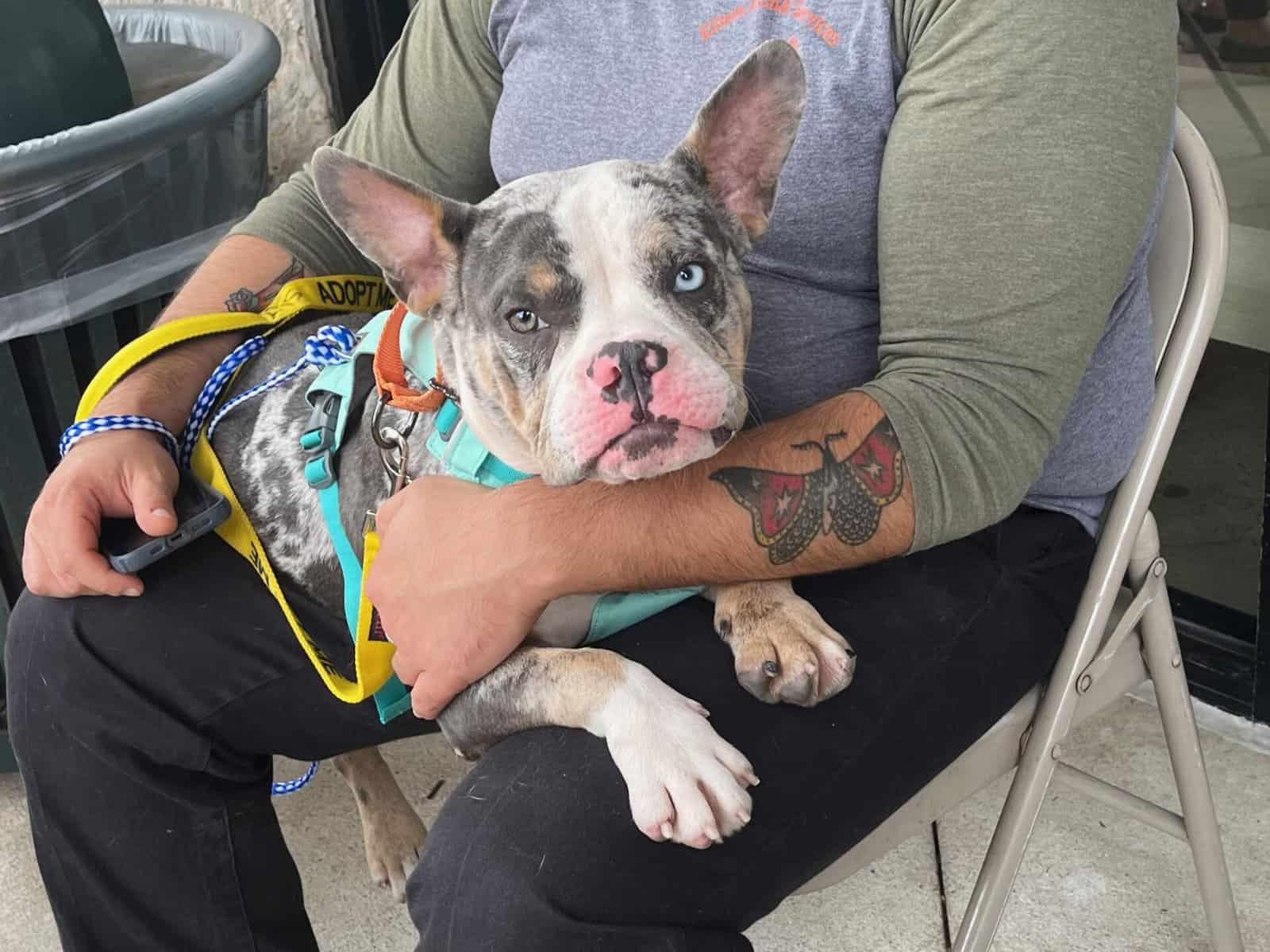 Adoptable blue-eyed pitbull with unique merle coat at New Hope Animal Rescue Austin TX.