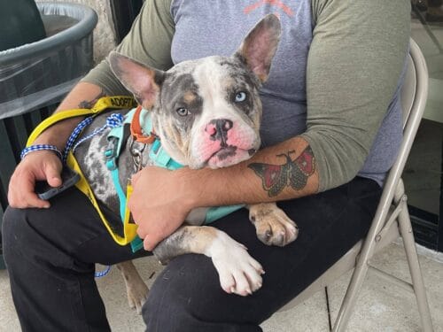 Adoptable blue-eyed pitbull with unique merle coat at New Hope Animal Rescue Austin TX.