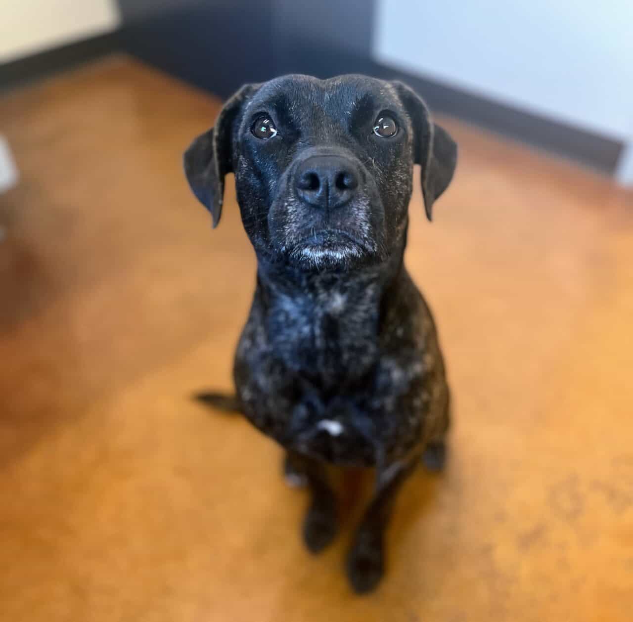 Nala 1.5 mixed breed