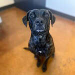 Nala 1.5 mixed breed