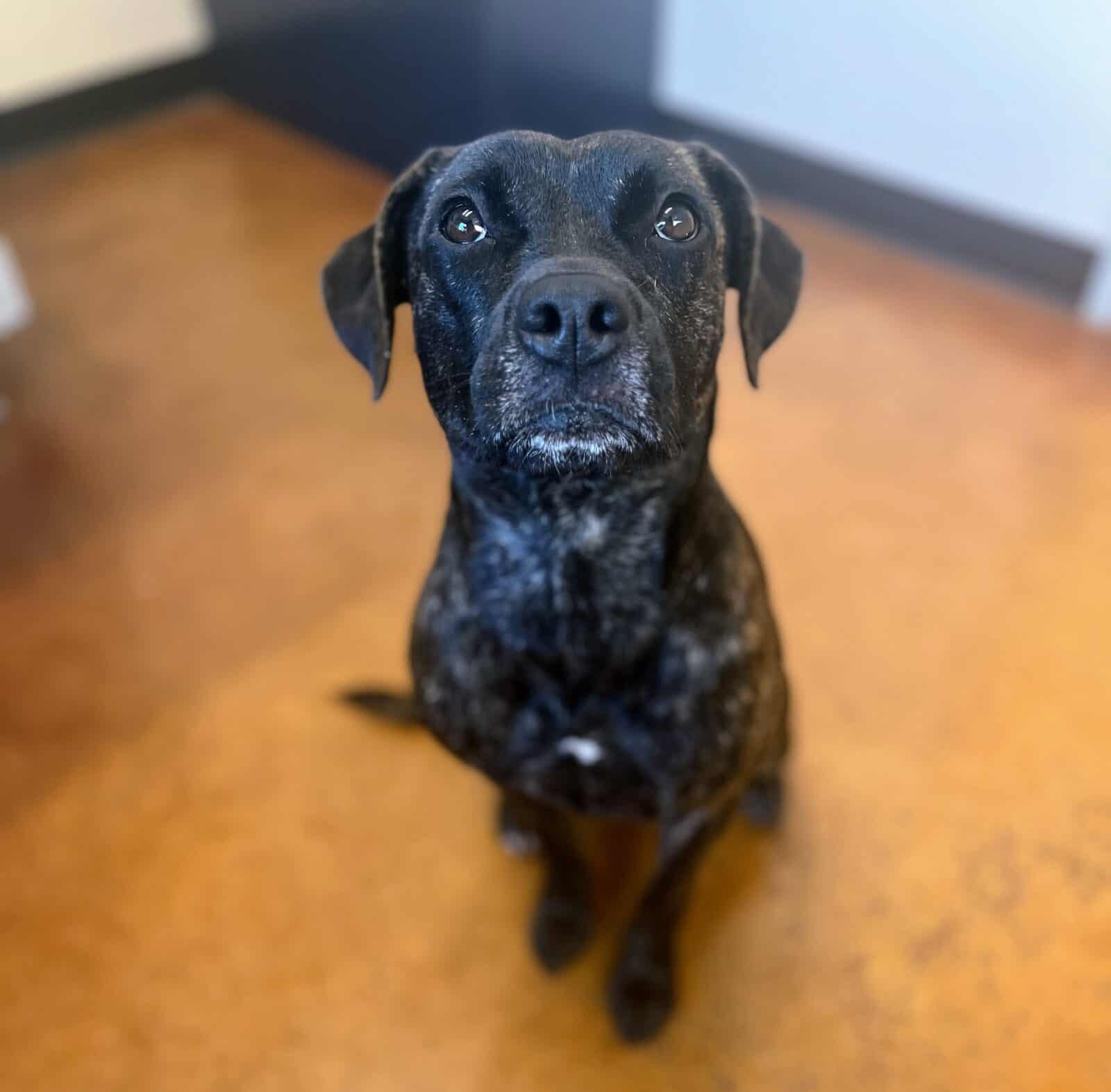 Nala 1.5 mixed breed