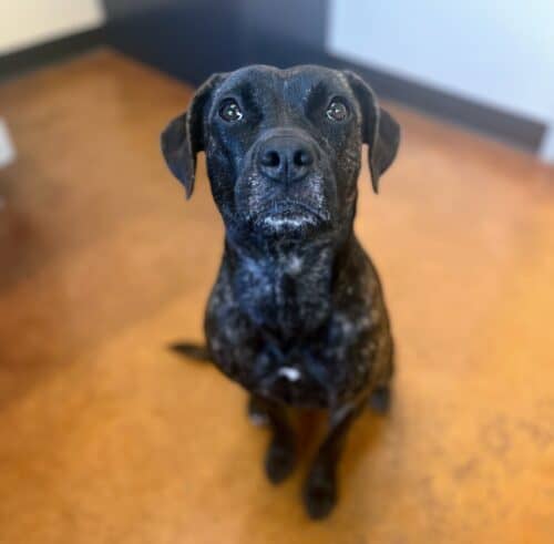 Nala 1.5 mixed breed