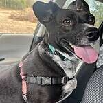 Loving black and white dog in car at New Hope Animal Rescue Austin TX dog adoption center.
