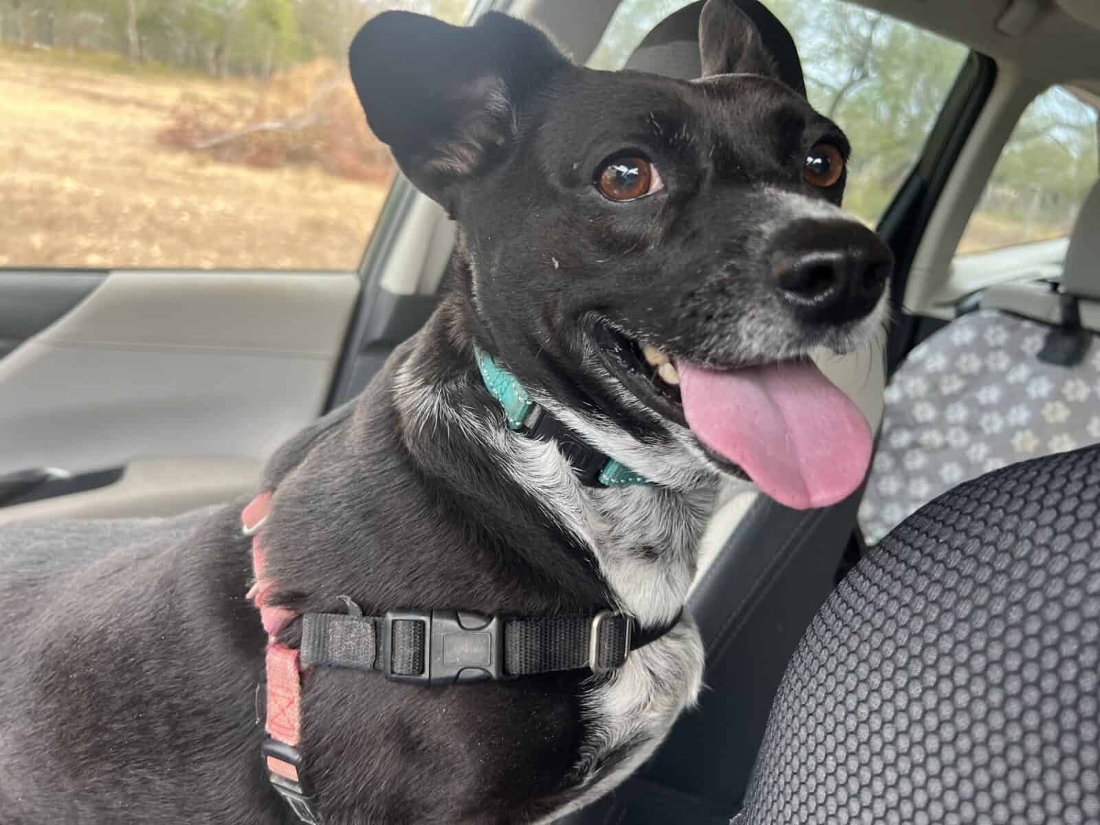 Loving black and white dog in car at New Hope Animal Rescue Austin TX dog adoption center.