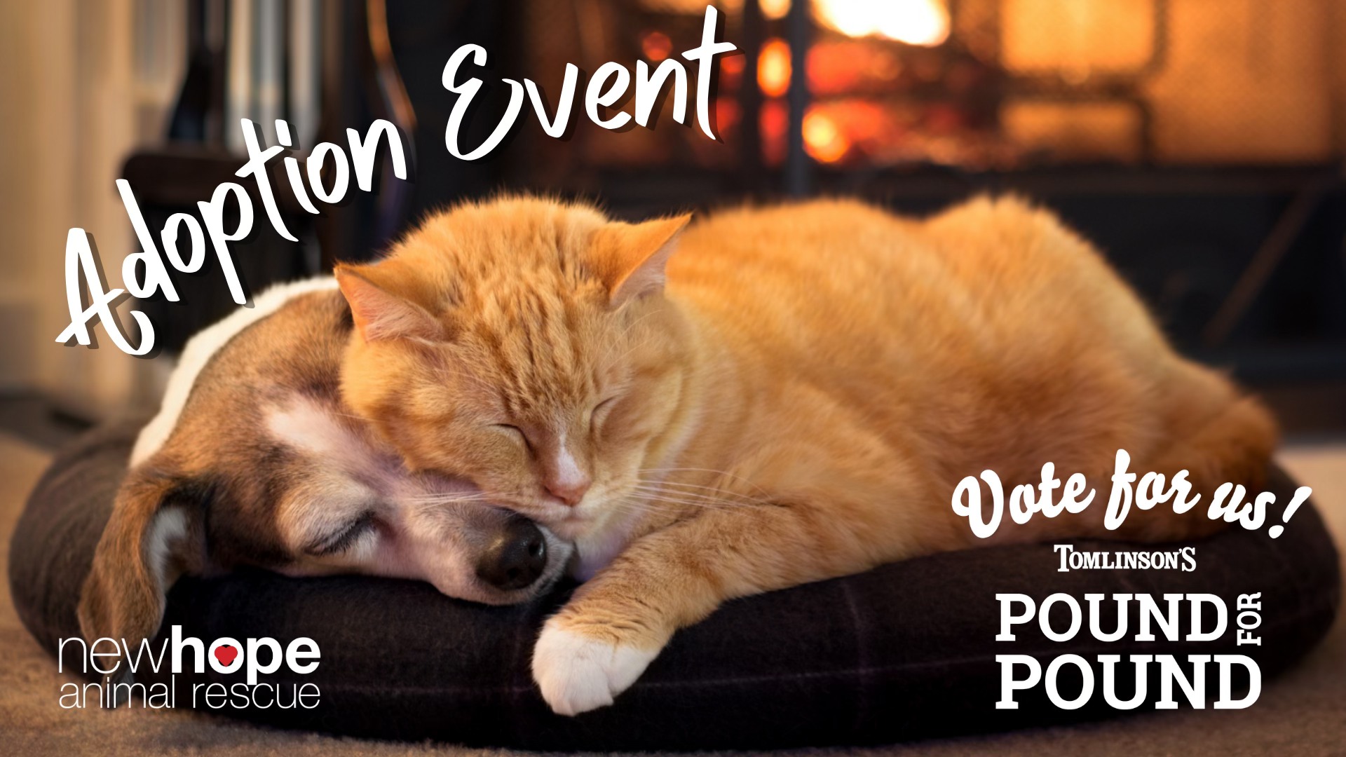 cute dog and cat sleeping