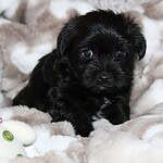 Adorable terrier mix puppy, available for adoption at New Hope Animal Rescue in Austin.