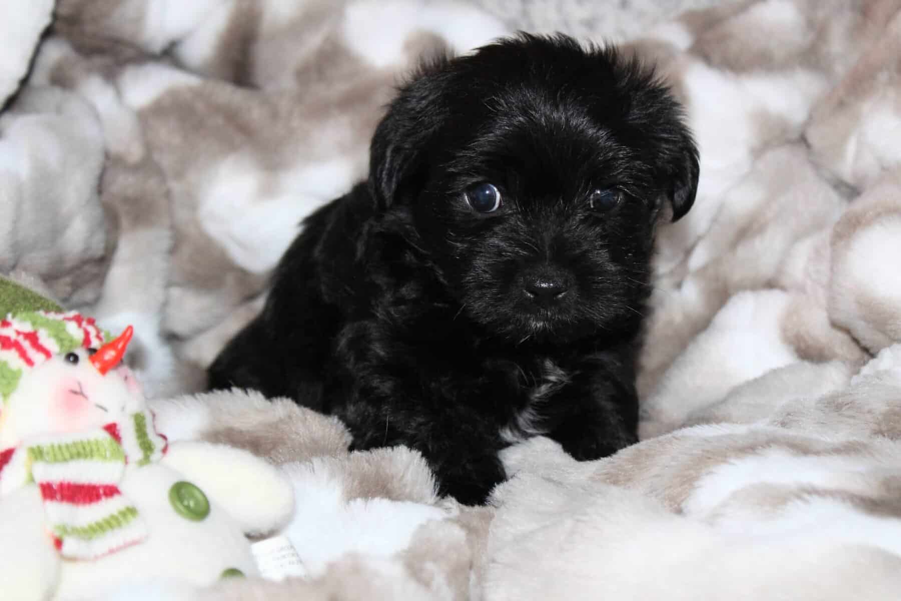 Adorable terrier mix puppy, available for adoption at New Hope Animal Rescue in Austin.