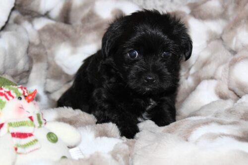 Adorable terrier mix puppy, available for adoption at New Hope Animal Rescue in Austin.
